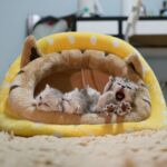 pet daycarenear me