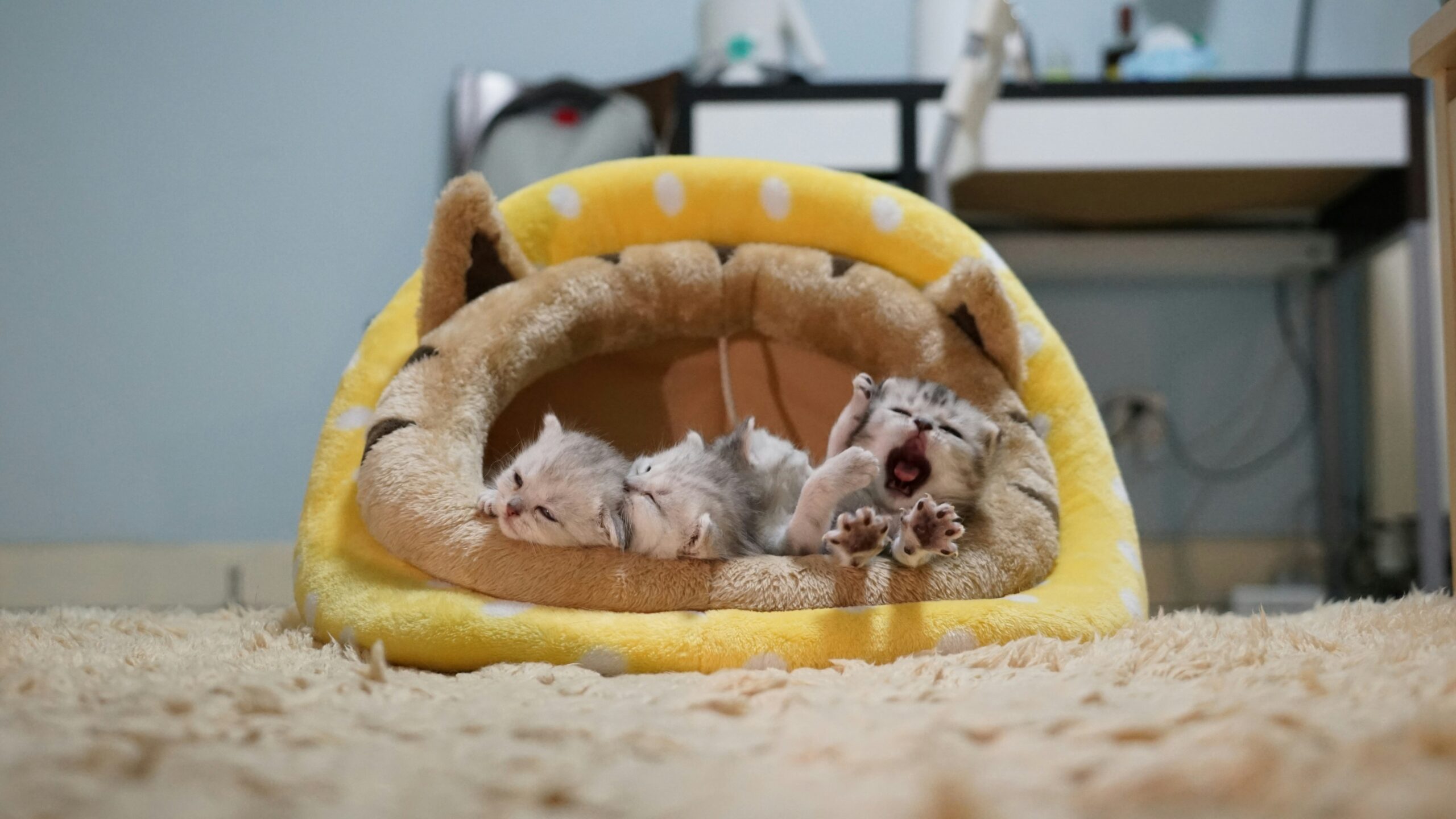pet daycarenear me